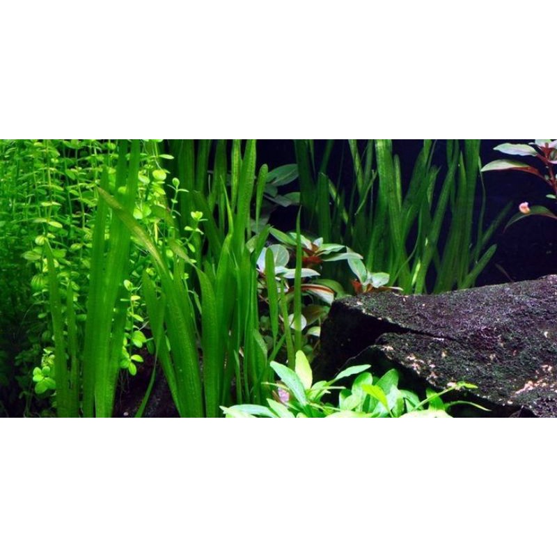 tanaman aquascape vallisneria torta. tanaman aquarium. tanaman air. tanaman hias