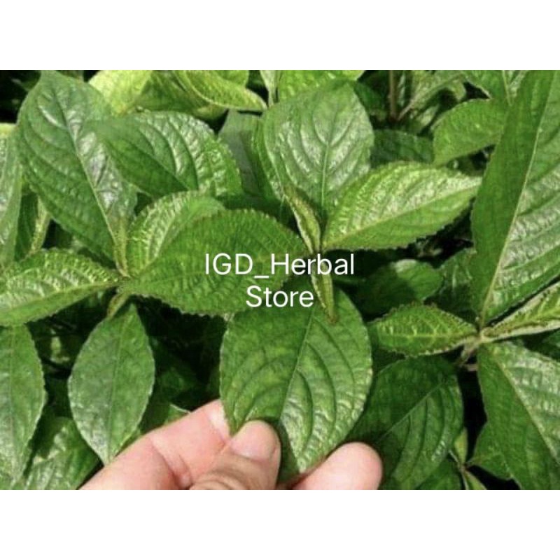 

Daun kejibeling segar 1kg