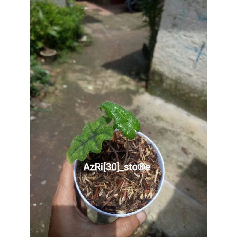 ALOCASIA JACKLYN SP SULAWESI