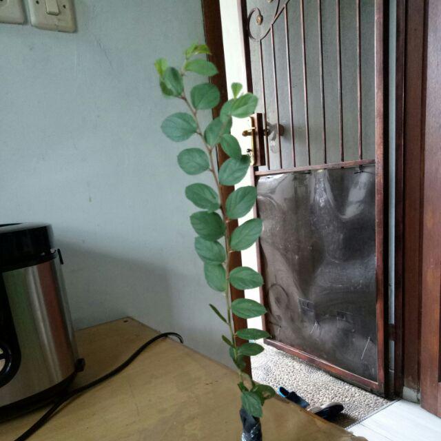 Pohon Bidara Arab Tinggi 20cm