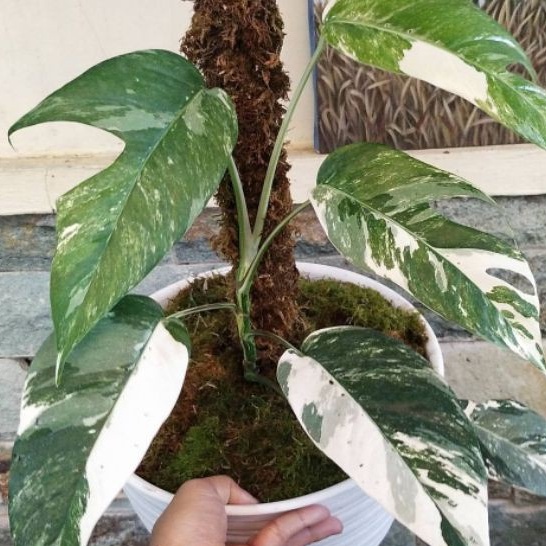 tanaman hias bunga Epipremnum Pinnatum Variegata/monstera ekor naga variegata