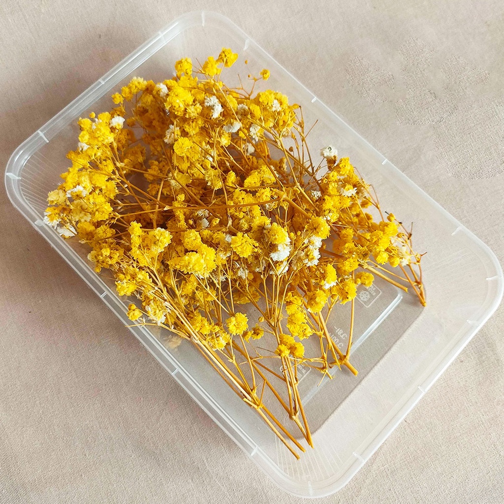 Preserved Real Touch Premium Baby's Breath Gypsophila Box Bunga Kering Asli Hias Dekorasi