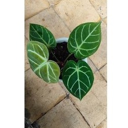 tanaman hias anthurium magnificum norte hybrid