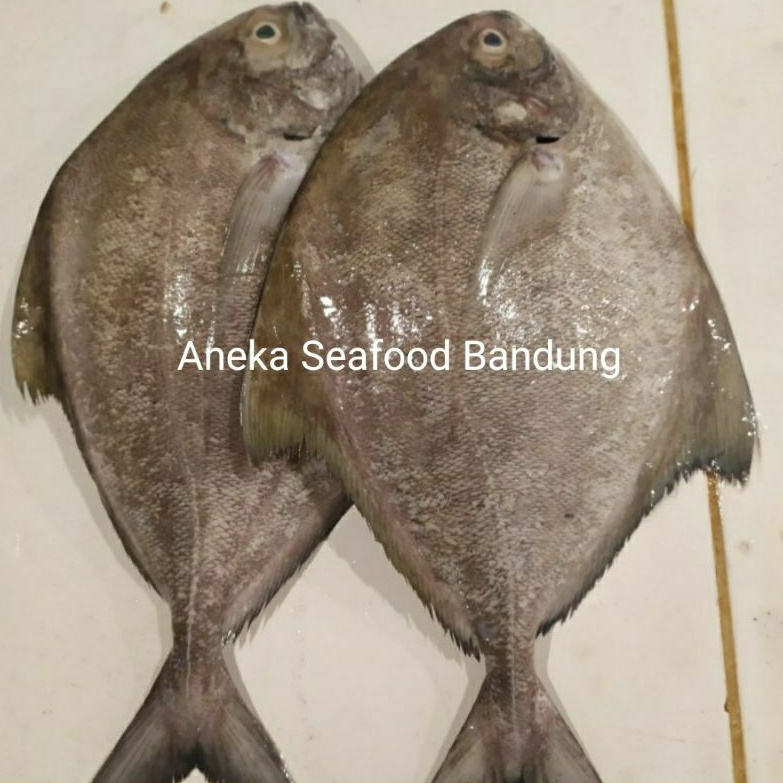 

Ikan Bawal Hitam Segar Size Besar 1kg Isi 1-4ekor