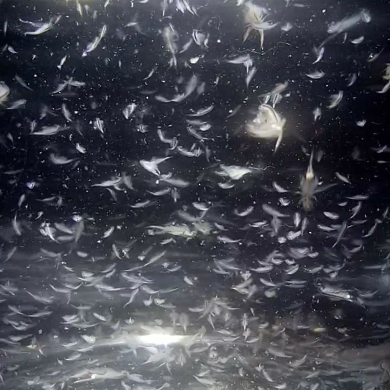 Artemia Hidup untuk Pakan berbagai ukuran