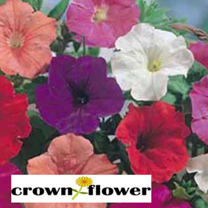 

Mantap!! Benih Bunga Petunia Confetti Mixed F2 Mr.Fothergill'S F1 Ayo Beli