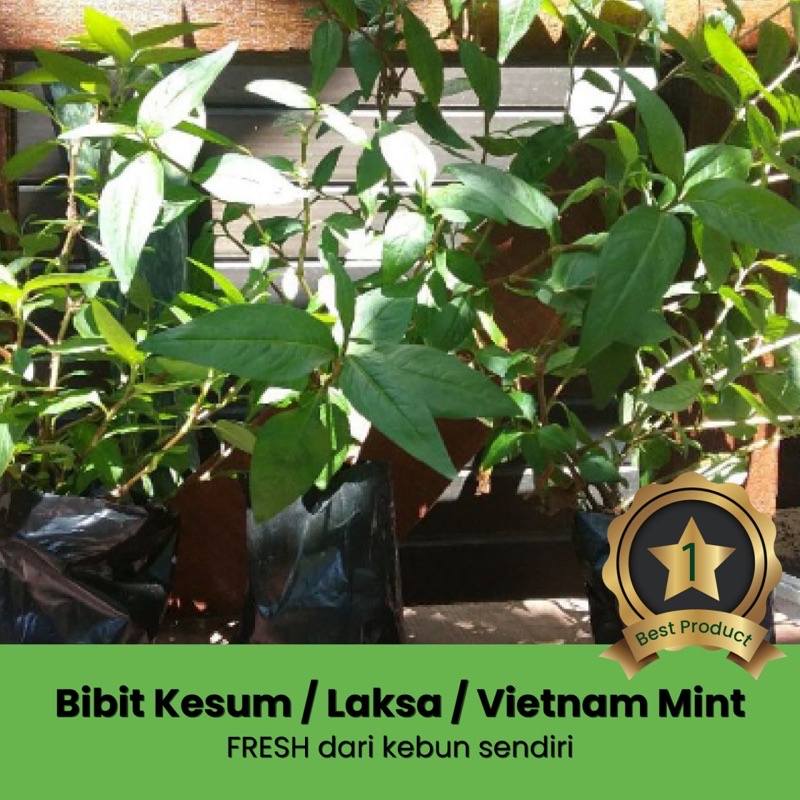 Jual Bibit Pohon Kesum Atau Pohon Laksa Daun Laksa Daun Kesum Vietnam Mint Bumbu Masak Laksa 1117