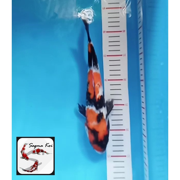 Koi Showa Lokal Blitar 30 CM