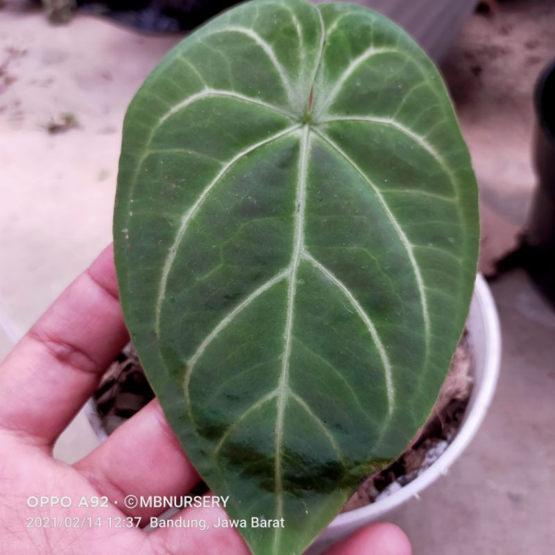 tanaman kuping gajah hibride kalong/kelelawar