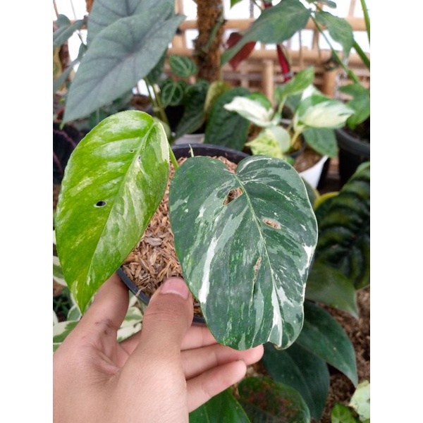 montera epip renum varigata