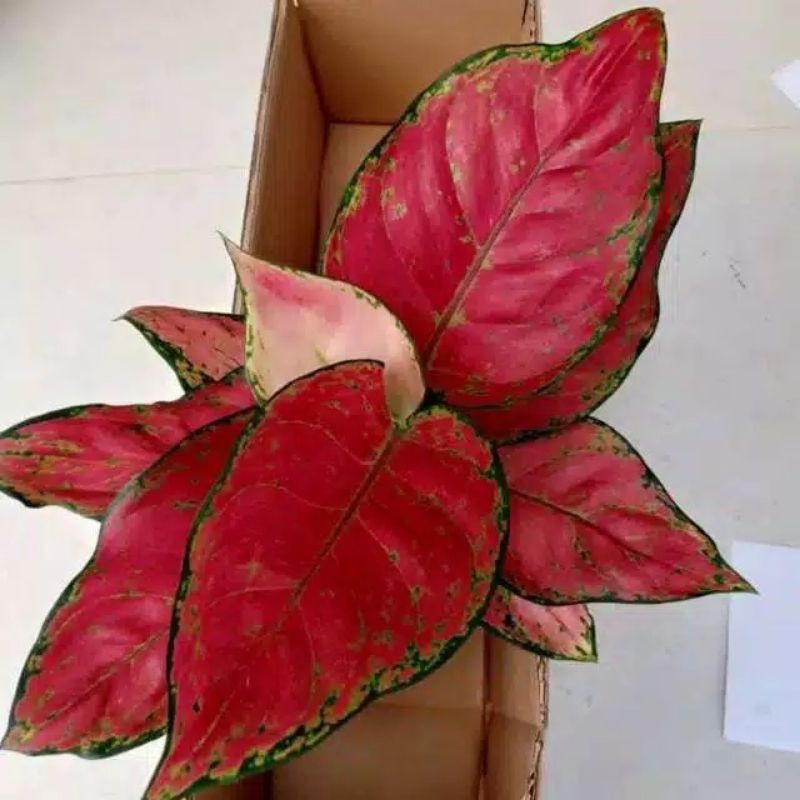 Tanaman hias aglonema red anjamani - tanaman aglonema red anjamani - aglonema red anjamani
