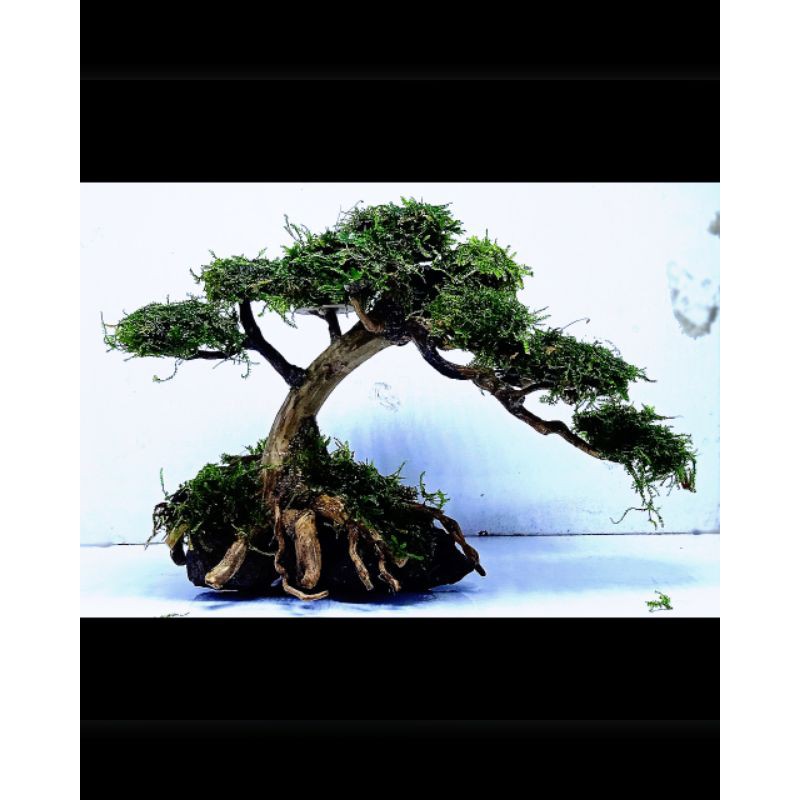 bonsai aquascape mini GRATIS daun moss (COD)