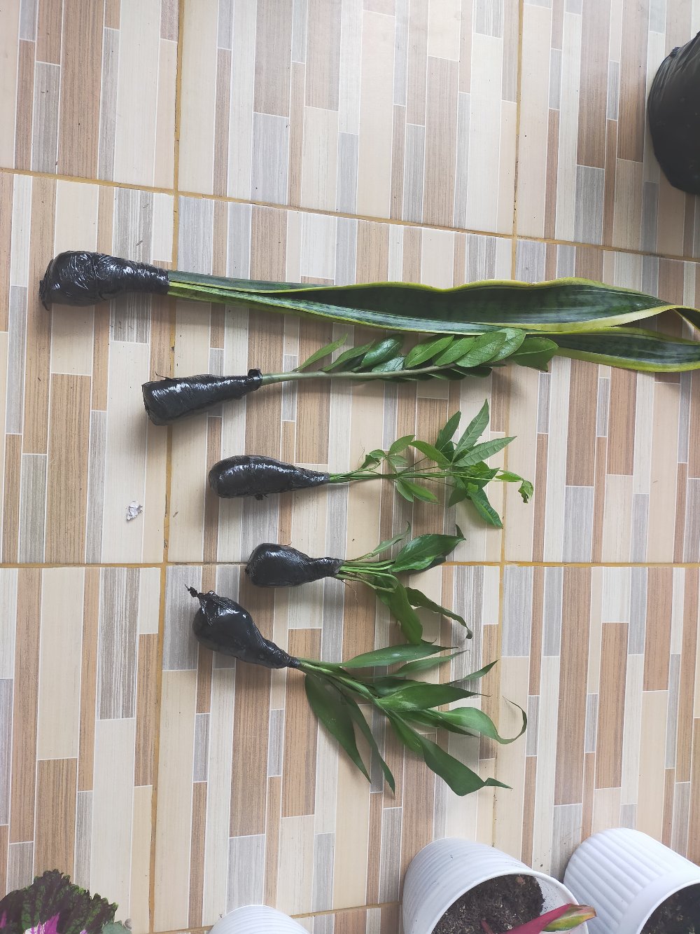 Tanaman Keberuntungan Pachira Aquatic Pohon Duit Money Tree Tanaman Hoki Pacira Hoky