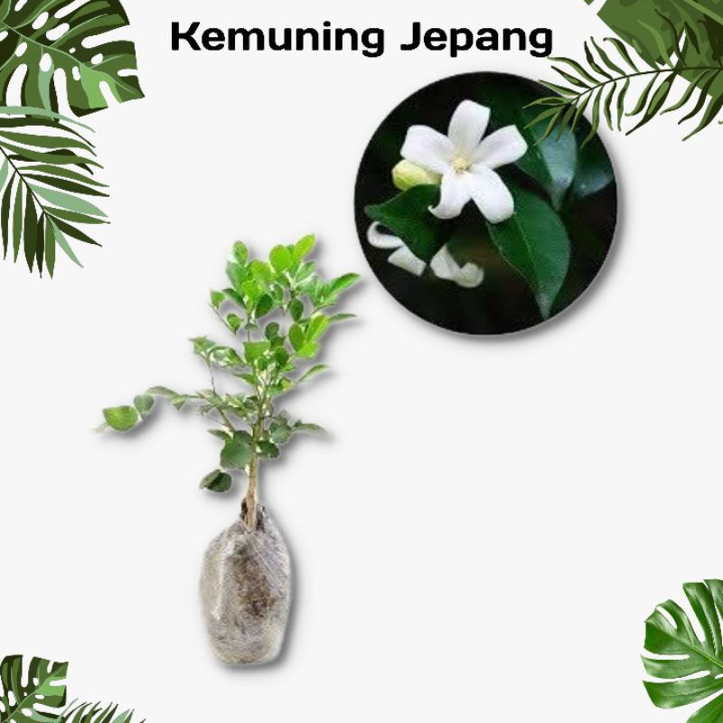 Tanaman Hias Bunga Kemuning Jepang - taman - Bunga wangi harum kembang Segar