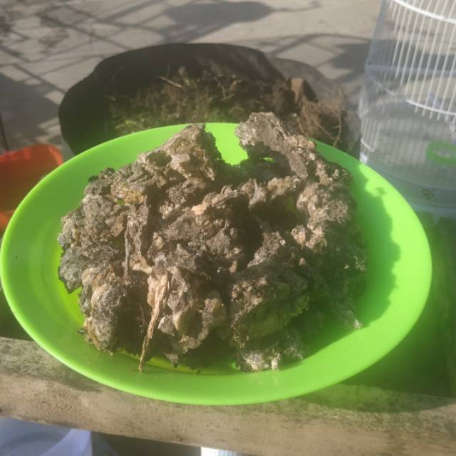 RESIN ATAU GETAH PINUS MENTAH LUNAK UNTUK PERAWATAN LEBAH KLANCENG (1KG)