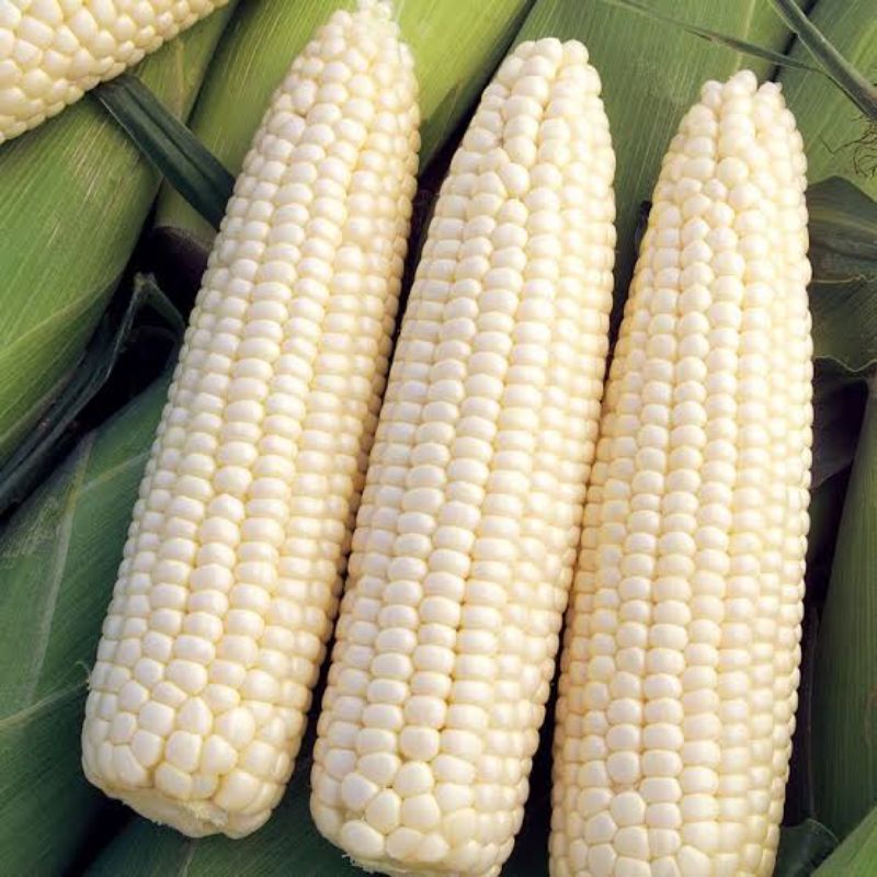 BIBIT JAGUNG KETAN PUTIH JAGUNG PELET MANIS 1 KG