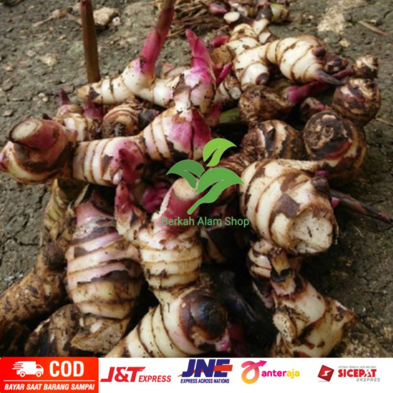 

Umbi ganyong/ganyo 1kg Alternatif pengganti beras