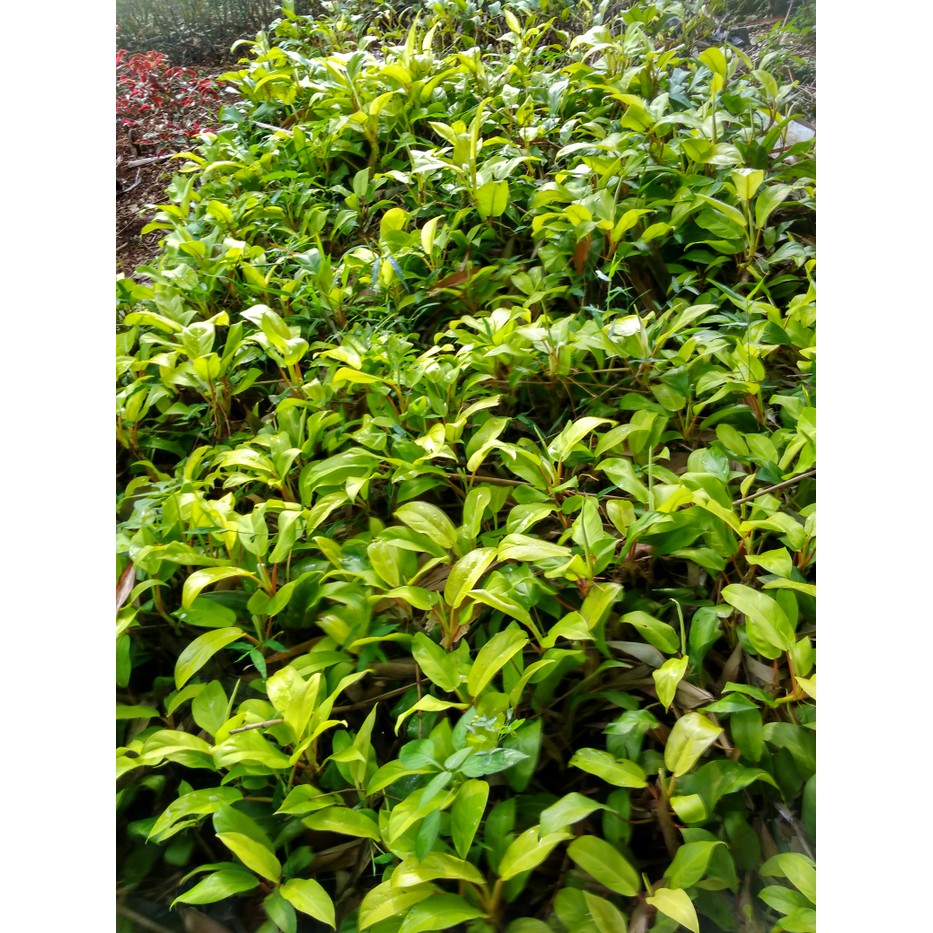 tanaman sri Gading pohon centong sri Gading centong sirih gading