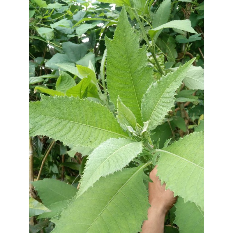 

daun sembung segar 500gr obat herbal penambah napsu makan