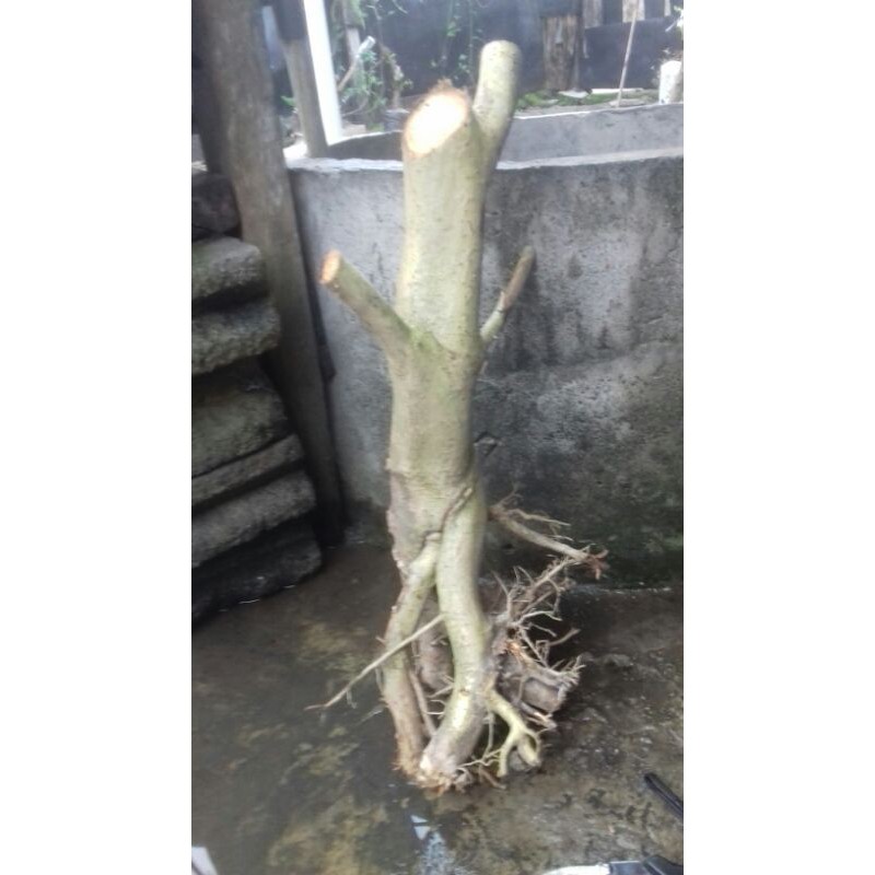 bahan bonsai waru lokal