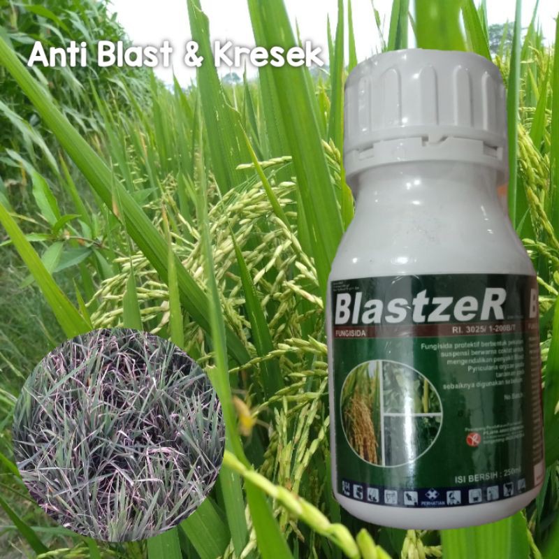 Blastzer 250 ml Mencegah dan Mengatasi Blast Kresek Tanaman Padi | Fungisida