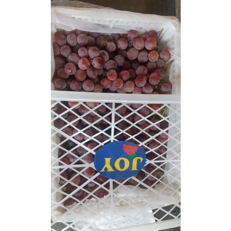 

Anggur red glode 1kg