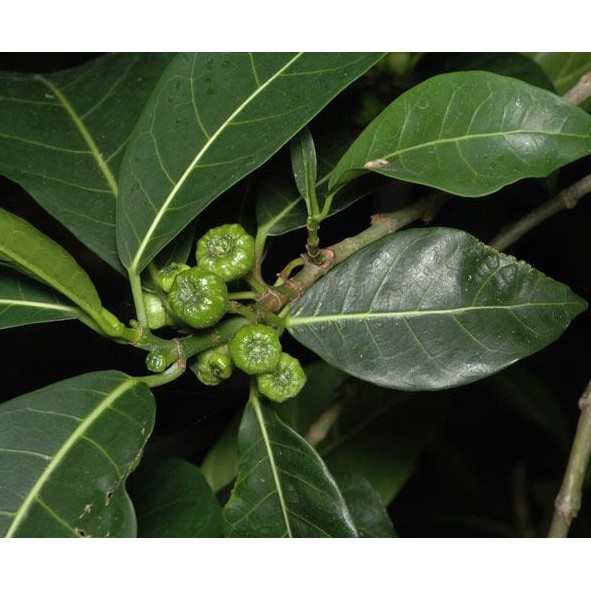 

daun awar-awar segar 500 gr