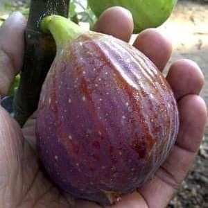 Bibit buah tin BTM VI | fresh cangkok pohon tin