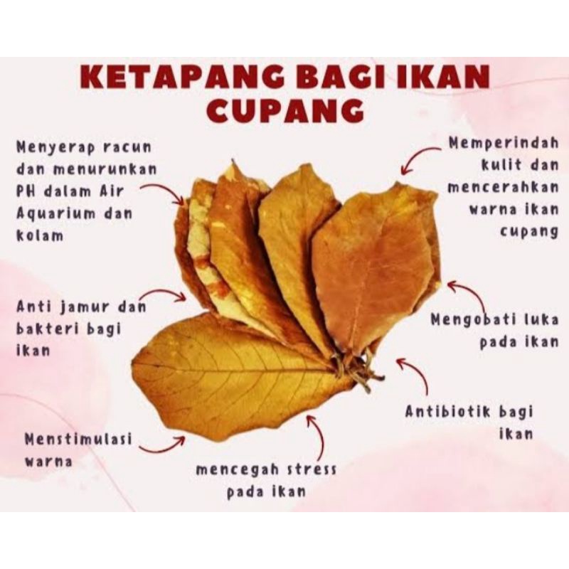 Daun Ketapang & Ekstrak Daun Ketapang