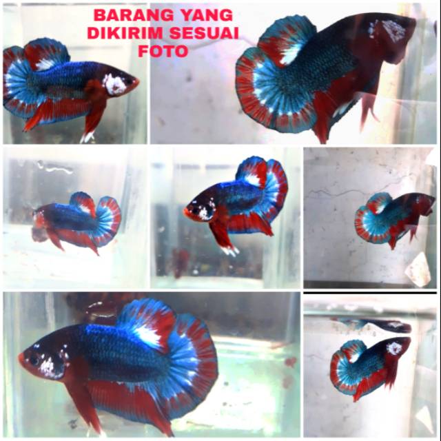 18 Harga Ikan Cupang Fccp Background