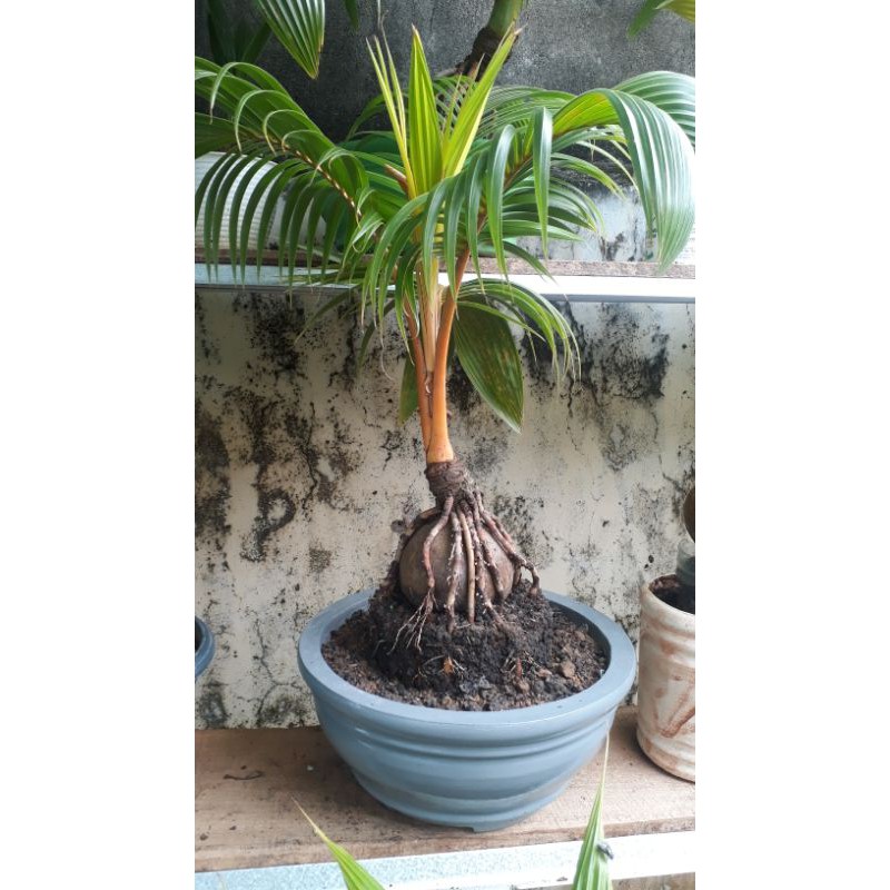 bonsai kelapa gading oren