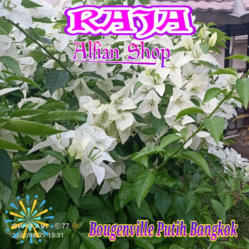Batang Stek Bougenville Putih Bangkok