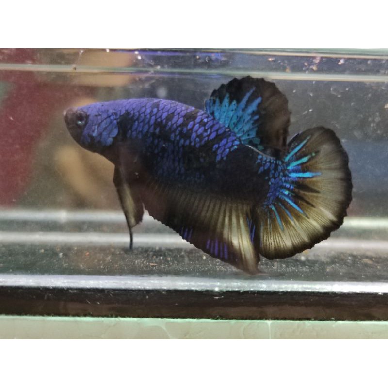 Cupang AVATAR GORDON