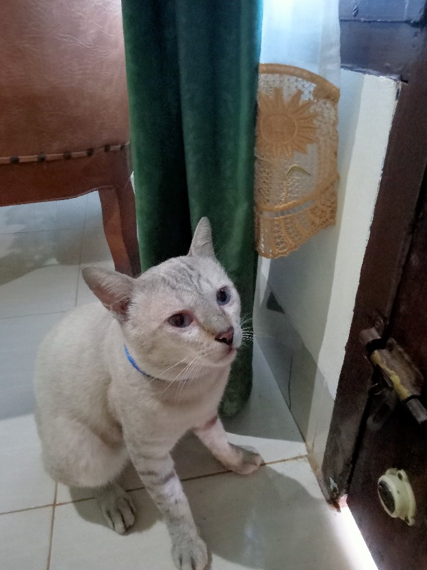 Cetakan Castangel/ Kuker/cookies