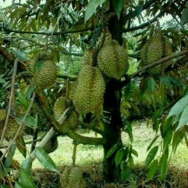 87 Gambar Pohon Durian Unggul 