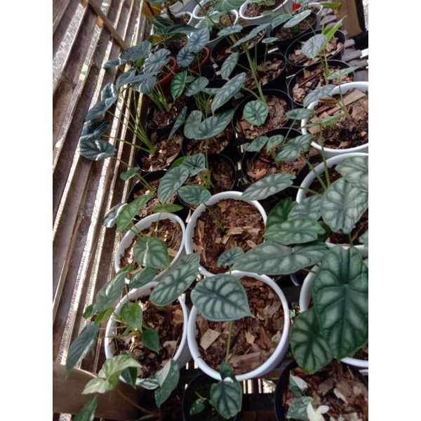 Alocasia - Alocasia Dragon Scale Silver - Tanaman Hias Silver Dragon Scale