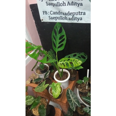 tanaman janda bolong besar