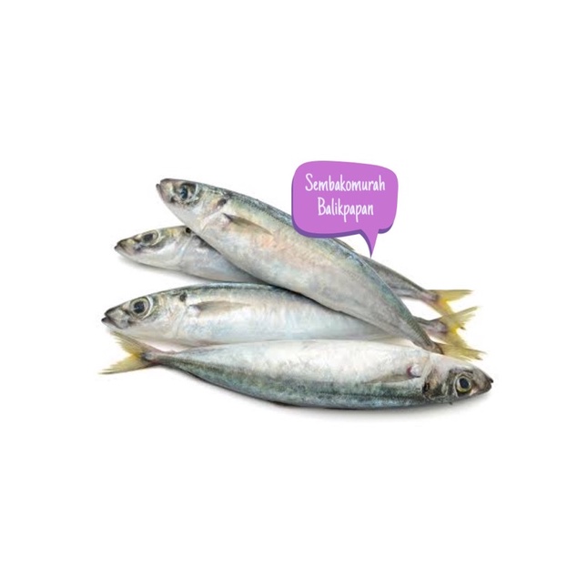 

ikan layang segar