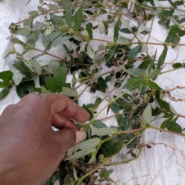 

Daun patikan kebo herbal kering per 300 garam