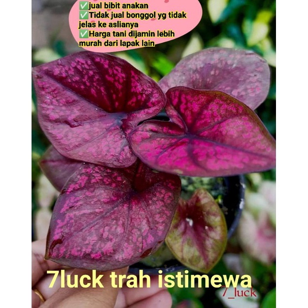 Keladi Seven Luck Trah istimewa anakan