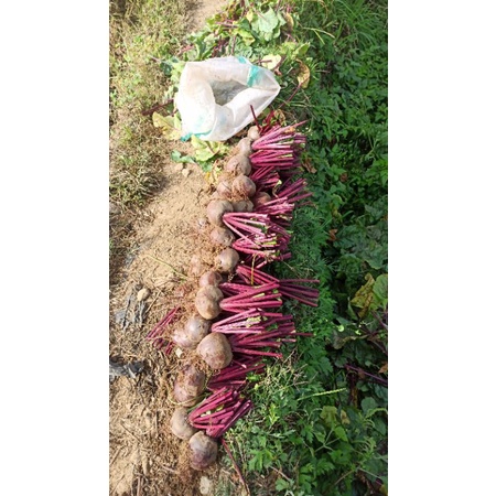 

buah bit segar/ beetroot fresh 1000 gr berkualitas