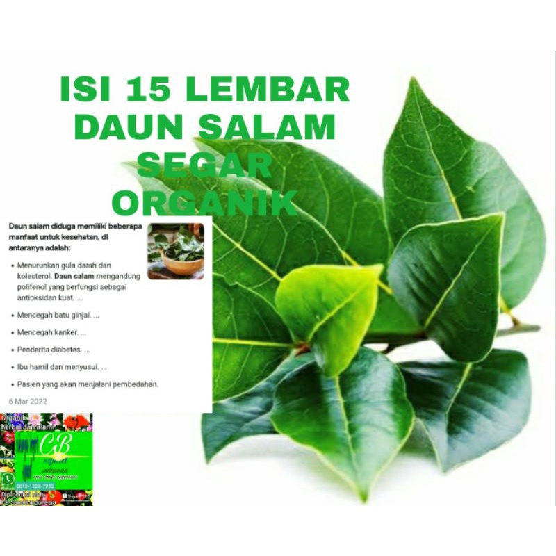 

salam daun salam organik/15 lembar daun salam segar