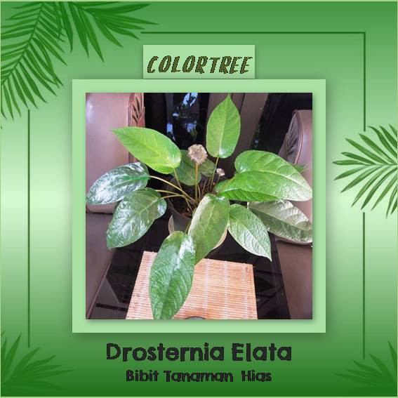 Bibit Tanaman Hias Dorstenia Elata ( Anthurium Konde )