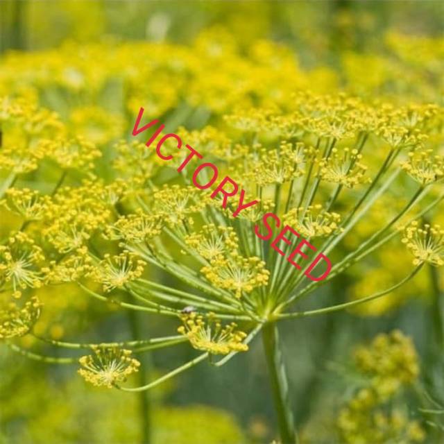 

Victory Seed Adas (Isi 500 Biji)