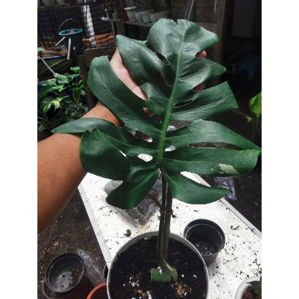 monstera varigata king deliciosa