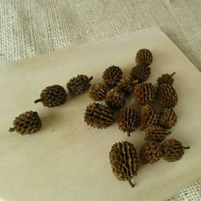 Biji Cemara Laut 1kg