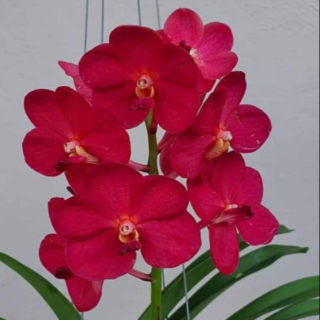 Anggrek Vanda Merah Dewasa Siap Berbunga