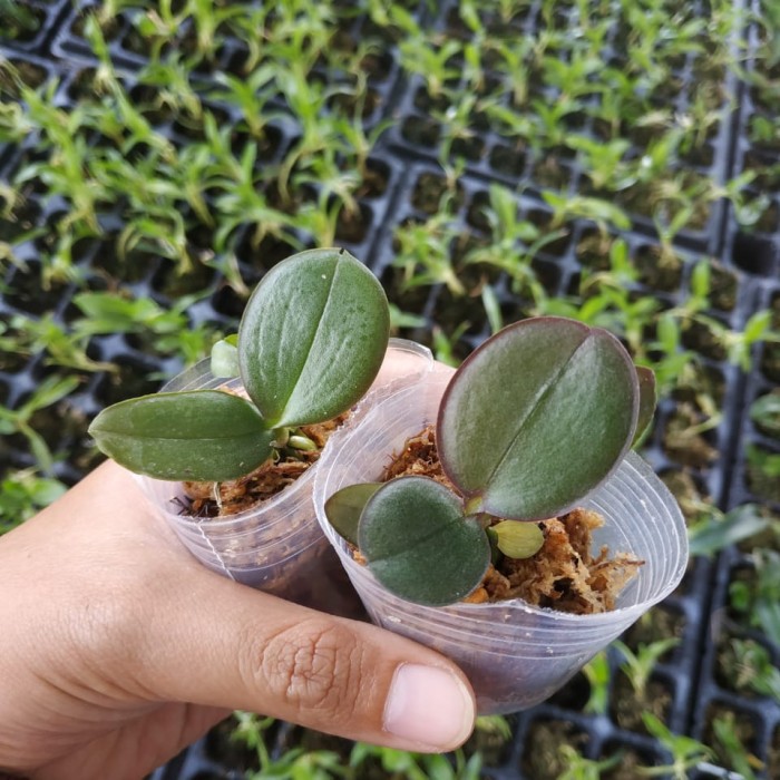 Bibit Anggrek Bulan - Seedling Hybrid Taiwan