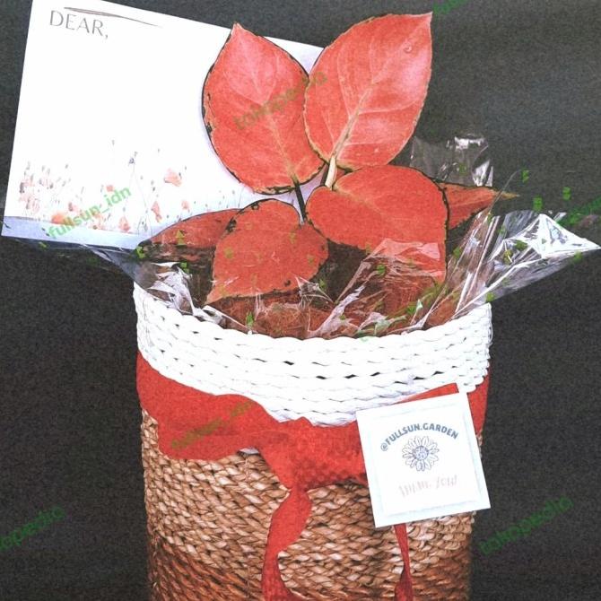 

hampers lebaran tanaman hias hampers murah meriah