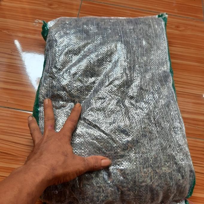 Media Tanam Lumut Hidup Moss Forest Kemasan 1 Karung Zafiaynan